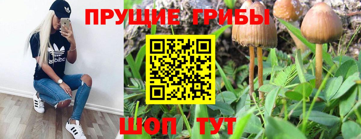Псилоцибиновые грибы мицелий  Псилоцибиновые грибы мухоморы  Кудрово  Вход с VPN 